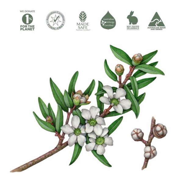 Tea-tree Leaf natural ingredient for Koala Eco